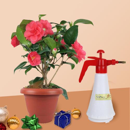 Ideal Xmas Gift of Camellia Flowering Plant with Spray Pump