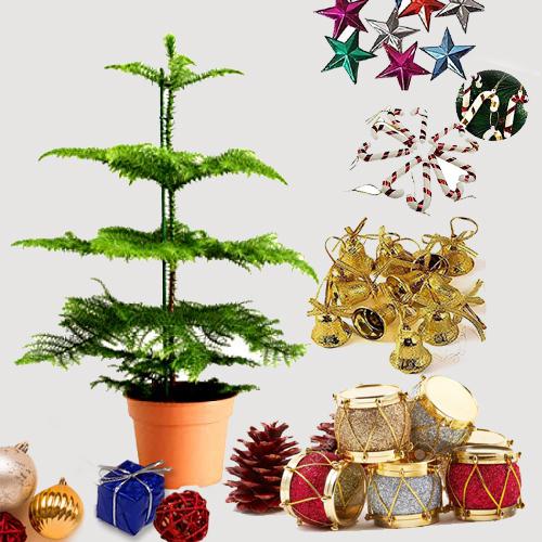 Classy Gift of Live Christmas Tree with Decorative Peices