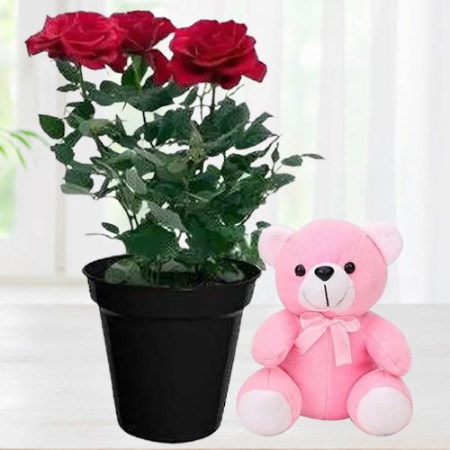 Cute Teddy with Live Rose Plant
