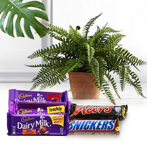 Splendid Gift of Air Purifier Plant N Chocolates