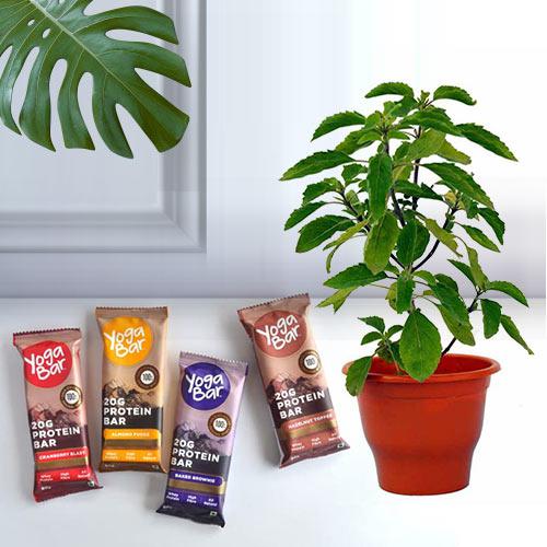 Healthy Gift Pack of Holy Tulsi Plant with Protein Bar