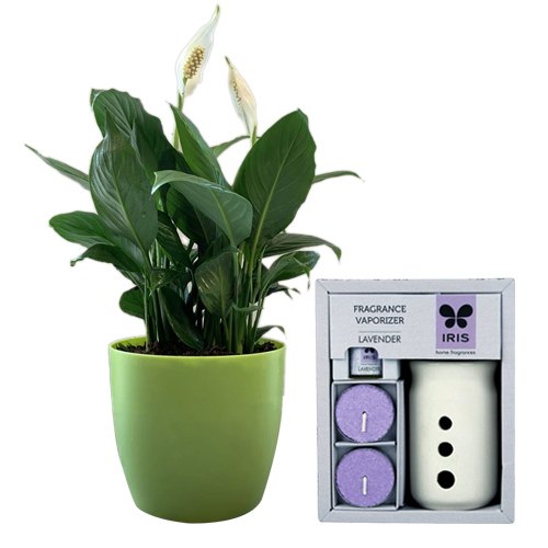 Air Purifying Peace Lily Plant N IRIS Fragrance Vaporizer Set