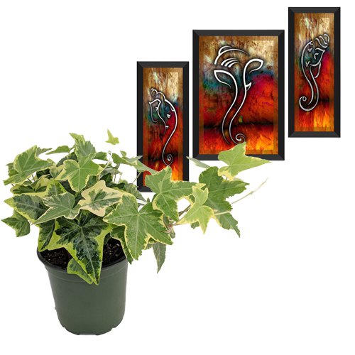Air Purifying English Ivy Plant n Ganesha Art Duo