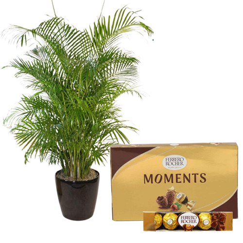 Air Purifying Areca Palm Plant with Ferrero Rocher Chocolaty Blast