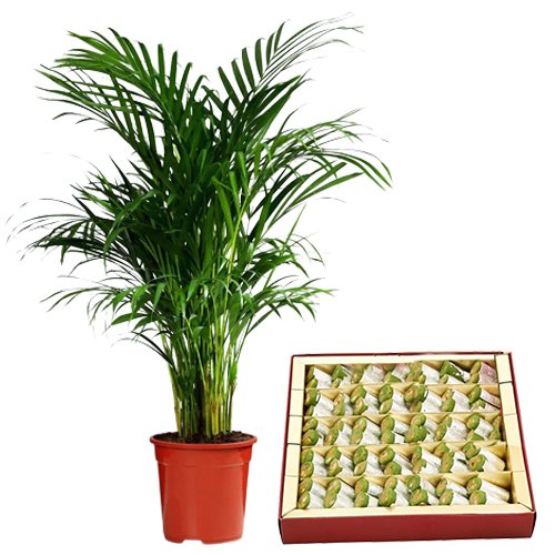 Air Purifying Areca Palm Plant n Sweet Garnish