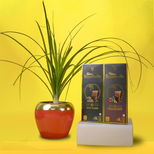 Premium Pony Tail Palm Plant with Chocolaty Treat