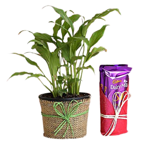Refreshing Jute Wrapped Peace Lily Plant with Dairy Milk Delight