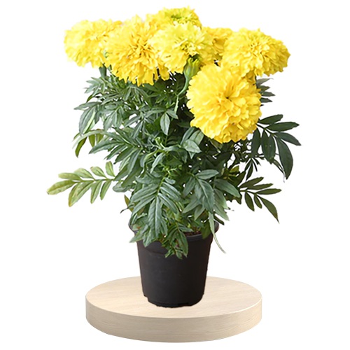 Charming Marigold Plant