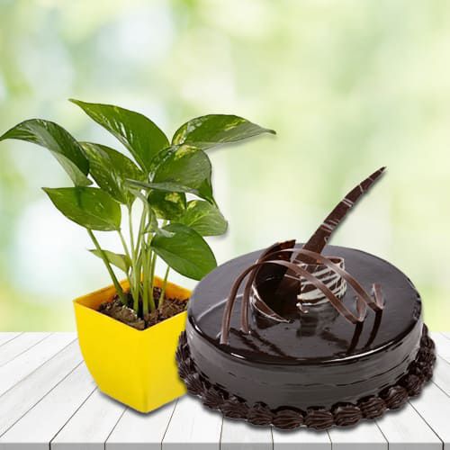 Marvelous Money Plant in Plastic Pot with Chocolate Truffle Cake