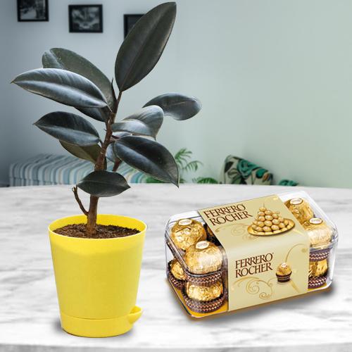 Premium Air Purifying Rubber Plant with Chocolates
