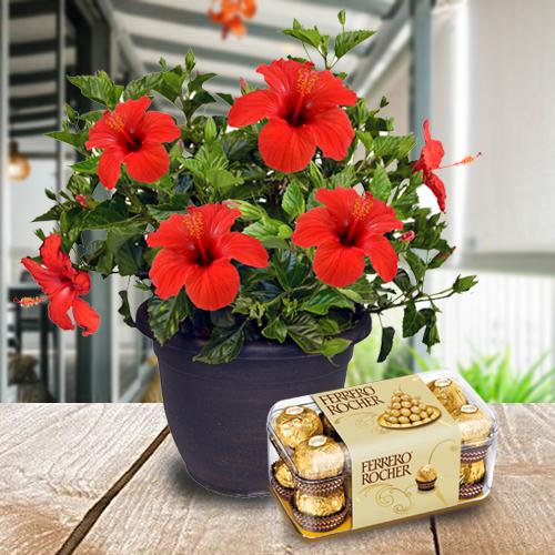 Flowering Hibiscus Plant with Chocolate Box